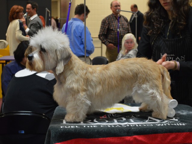 dandie dinmont terrier