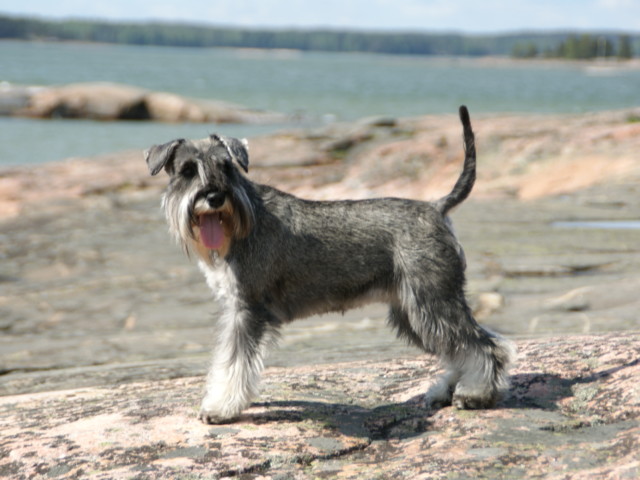 schnauzer