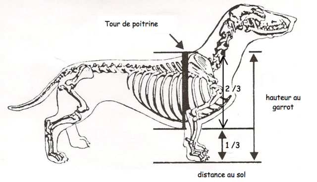 tour de poitrine labrador