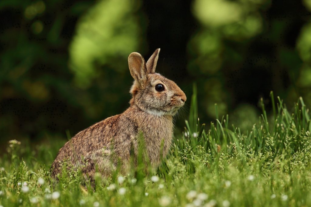 bunny-6187026_1920